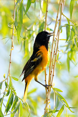 oriole-63051.jpg