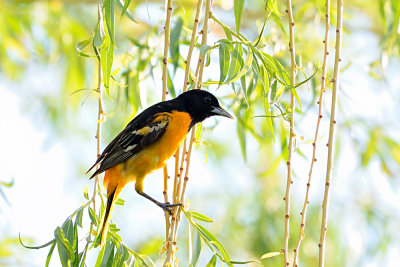 oriole-63049.jpg