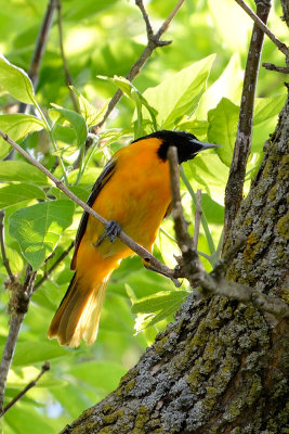 oriole-63066.jpg