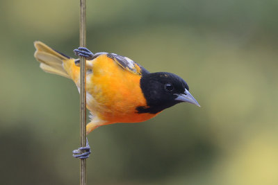 oriole-63113.jpg