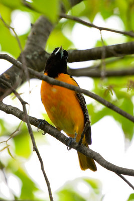 oriole-62974.jpg