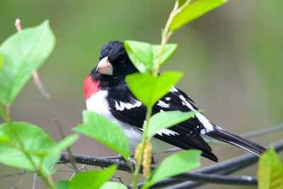 rose-breasted-grosbeak-62829.jpg