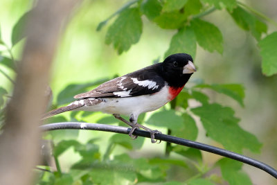 rose-breasted-grosbeak-63042.jpg