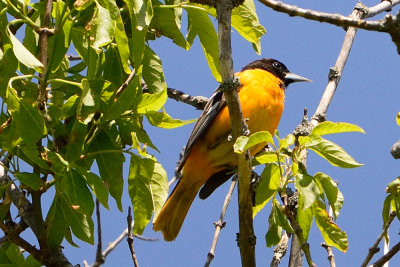 oriole-63182.jpg