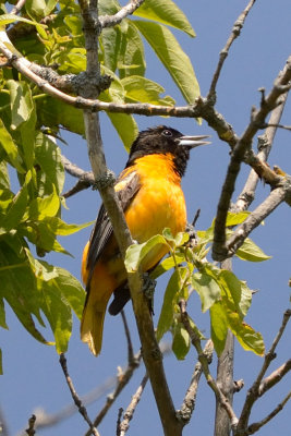 oriole-63203.jpg