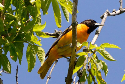 oriole-63164.jpg