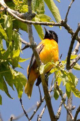 oriole-63212.jpg