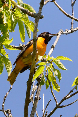 oriole-63171.jpg