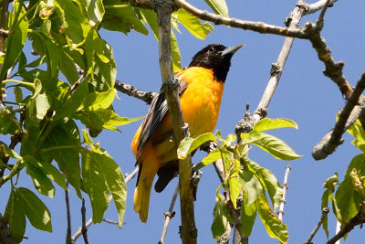 oriole-63187.jpg