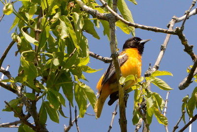 oriole-63195.jpg