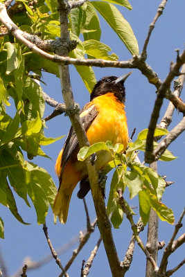 oriole-63202.jpg