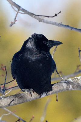 crow-61692.jpg