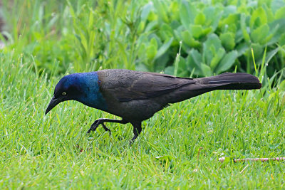great-tailed-grackle-63136.jpg