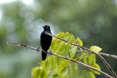 Blackbird-4084.jpg