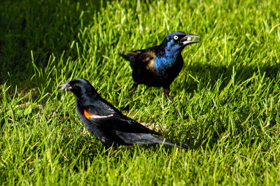 Redwing-and-Grackle.jpg