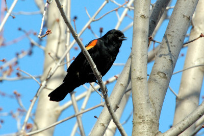 Red-Wing-Blackbird 2582.jpg