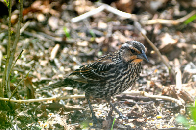 Red-Wing-Blackbird-Young_4270.jpg