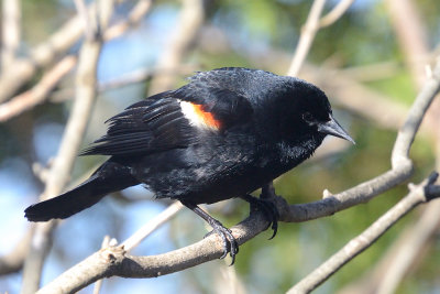 red-wing-blackbird-62290.jpg