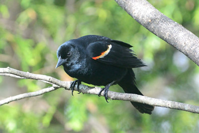 red-wing-blackbird-10175.jpg