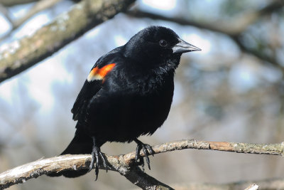 red-wing-blackbird-9927.jpg