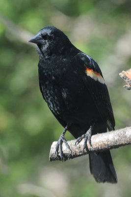 red-wing-blackbird-9940.jpg