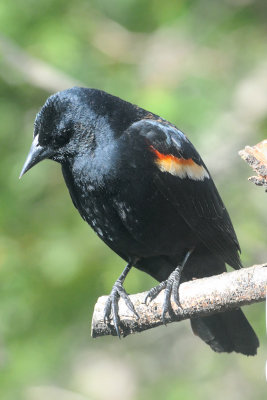 red-wing-blackbird-9939.jpg