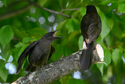 grackel-mother-and-chick-10548.jpg