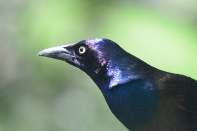 common-grackle-cropped-62890.jpg