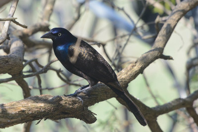 common-grackle-62407.jpg