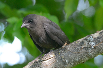 grackle-chick-10544.jpg