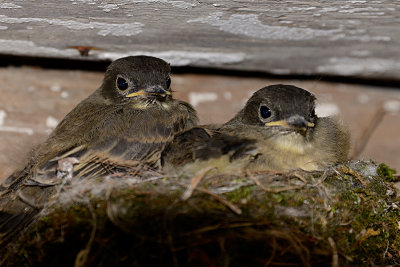 Swallows