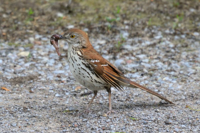 brown-thrasher-63438.jpg