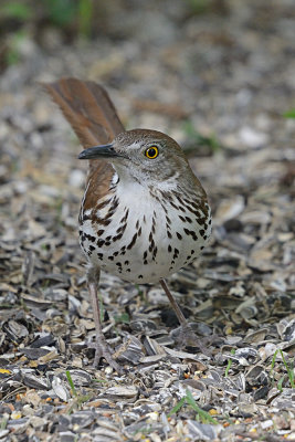 brown-thrasher-63226.jpg