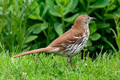 brown-thrasher-63431.jpg
