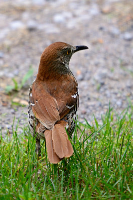 brown-thrasher-63429.jpg