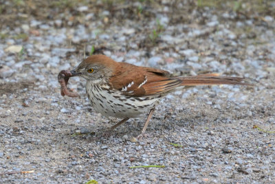 brown-thrasher-63437.jpg