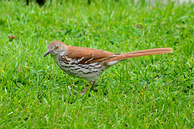 brown-thrasher-63430.jpg