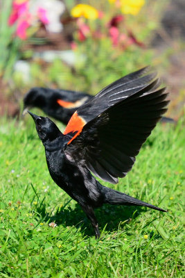 red-wing-blackbird-63502.jpg