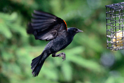 red-wing-blackbird-63523.jpg