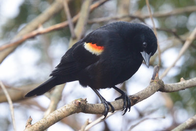 Red-Wing-Blackbird-61928.jpg