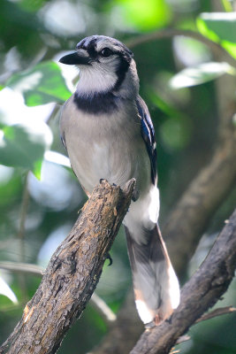 blue-jay-63492.jpg