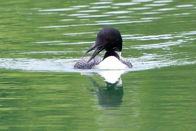 Common-loon-63800.jpg