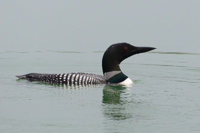 Common-loon-63814.jpg