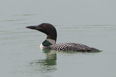 Common-loon-63816.jpg