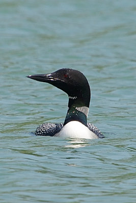 common-loon-63284.jpg