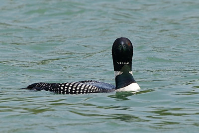 common-loon-63294.jpg