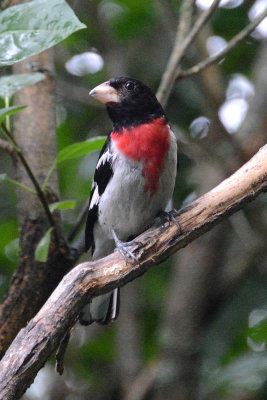 rose-breasted-grosbeak-64165.jpg