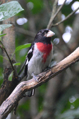 rose-breasted-grosbeak-64162.jpg