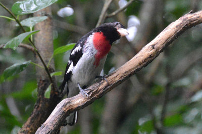 rose-breasted-grosbeak-64166.jpg