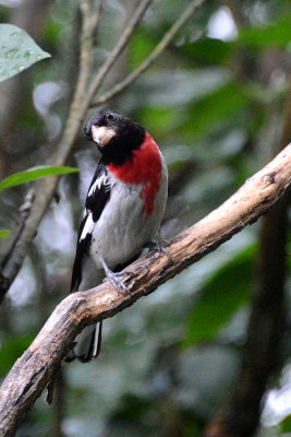 rose-breasted-grosbeak-64167.jpg